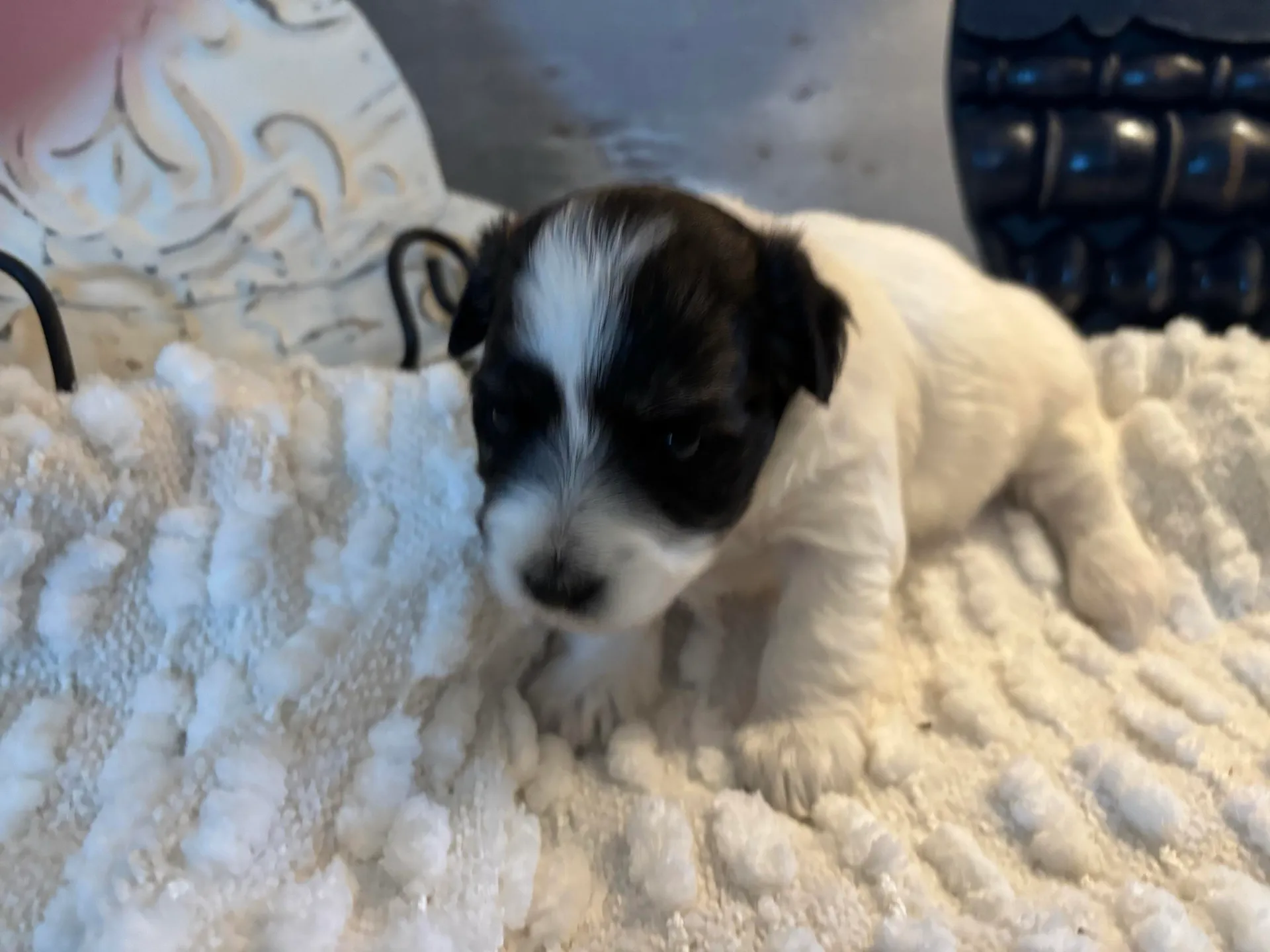A Coton de Tulear puppy