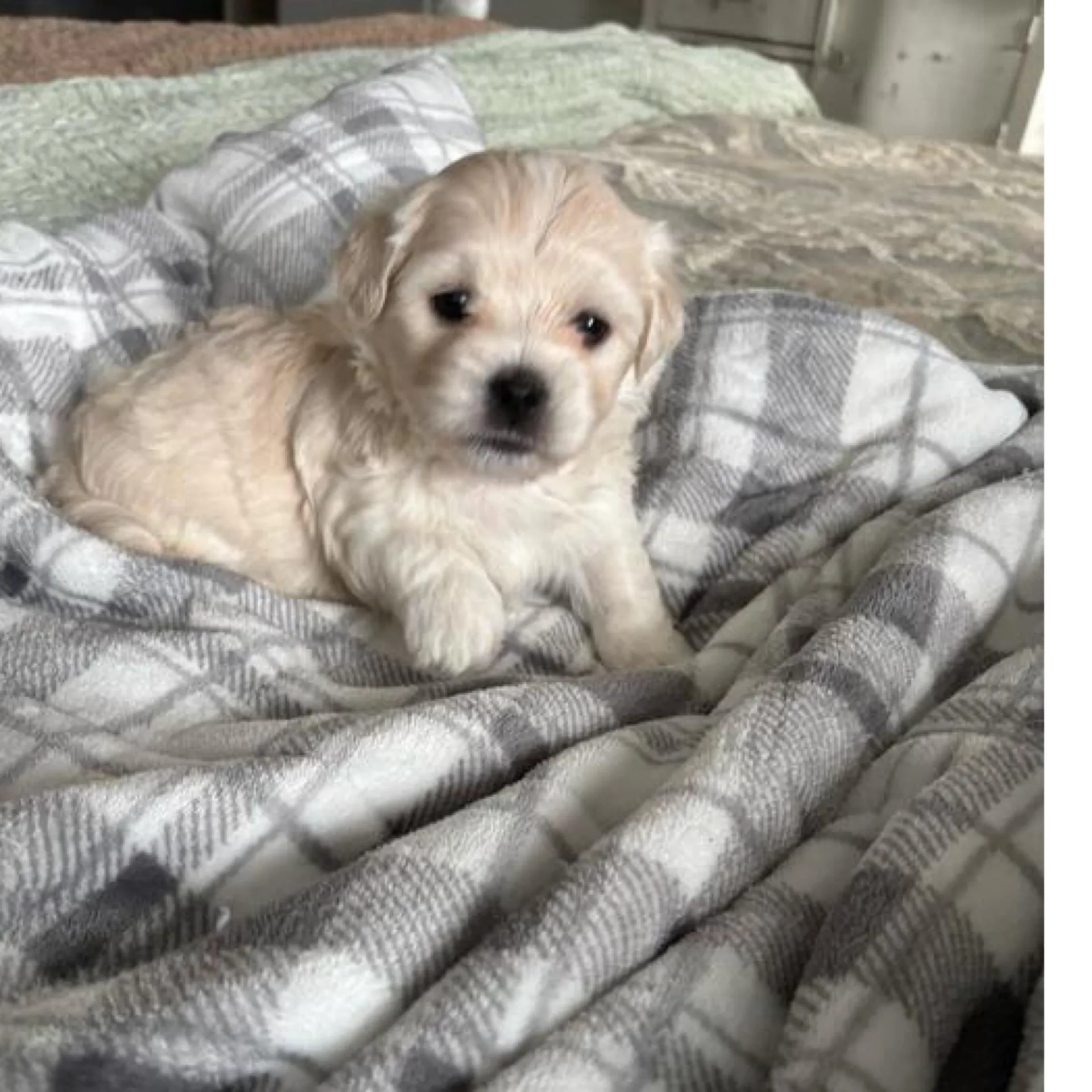Two cream Coton puppies snuggled on a soft blanket