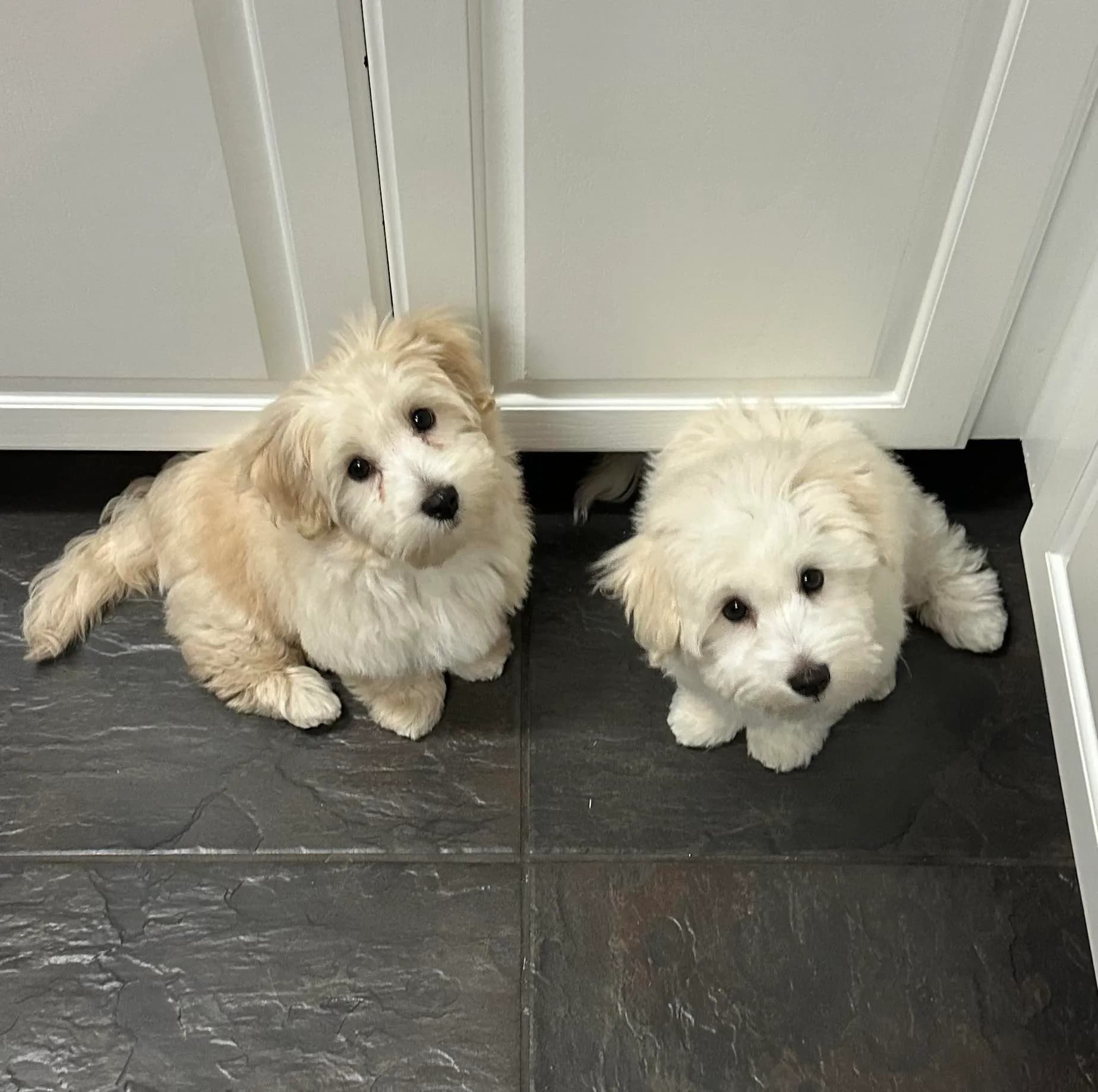 Two Coton de Tulear puppies