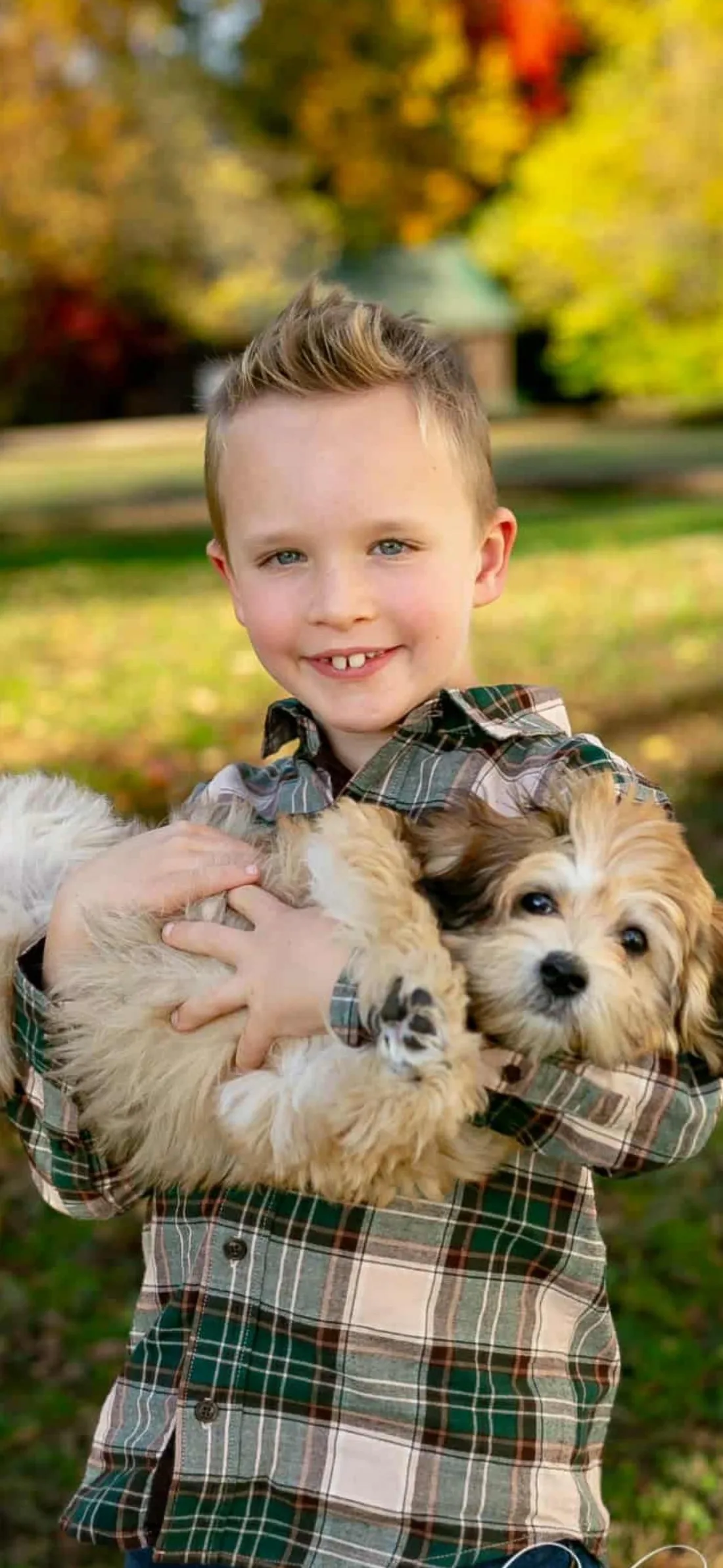 A child holding two Coton puppies