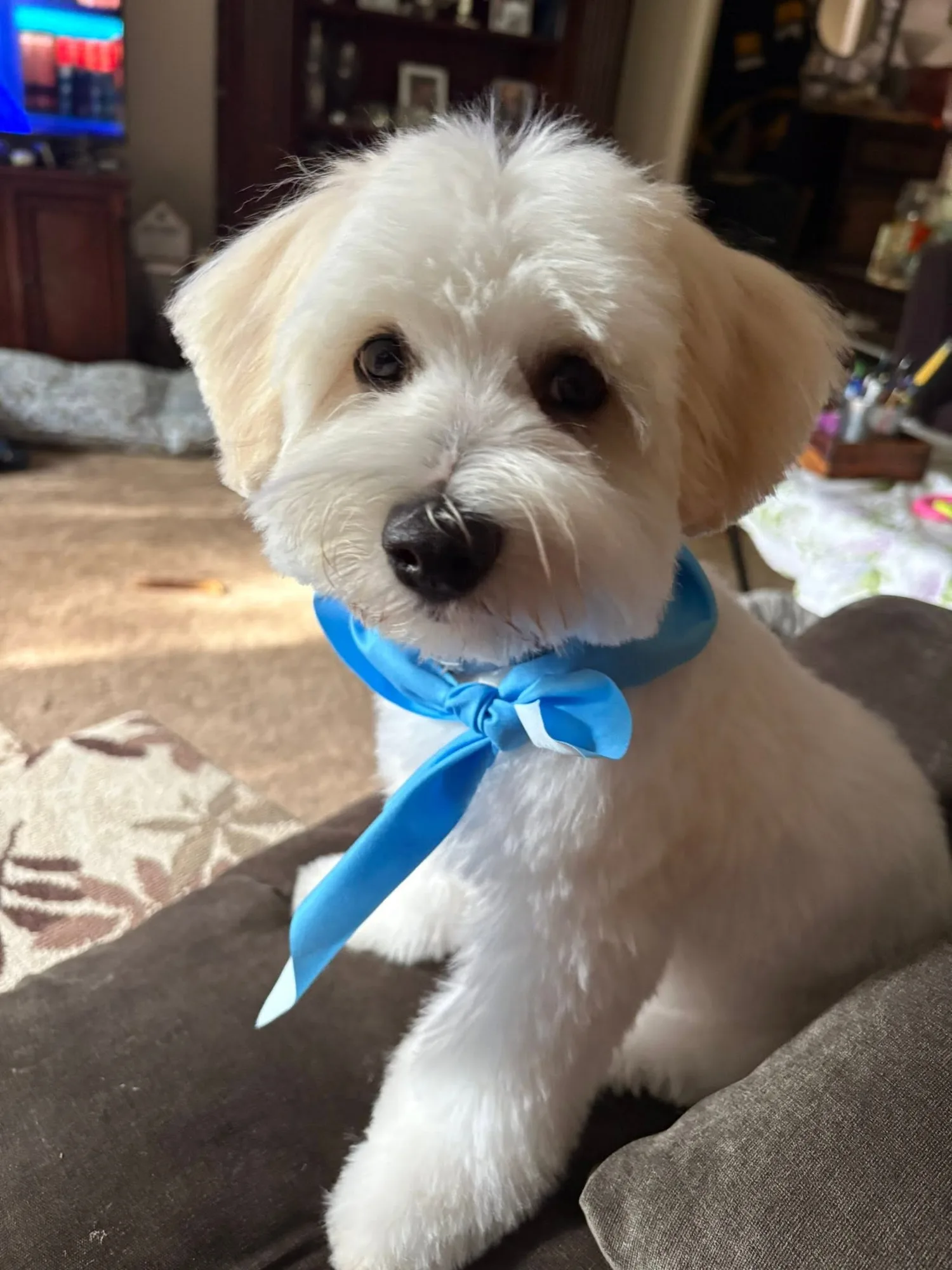 A freshly groomed white Coton puppy with a blue bandana