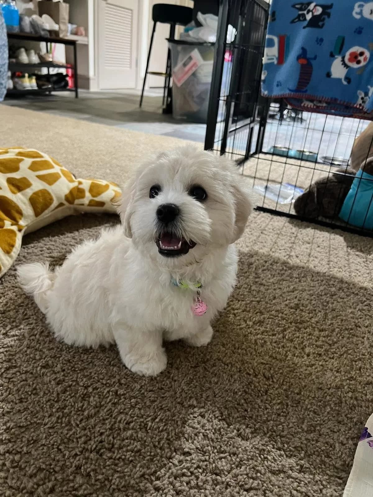 A white Coton puppy sitting with a pink collar