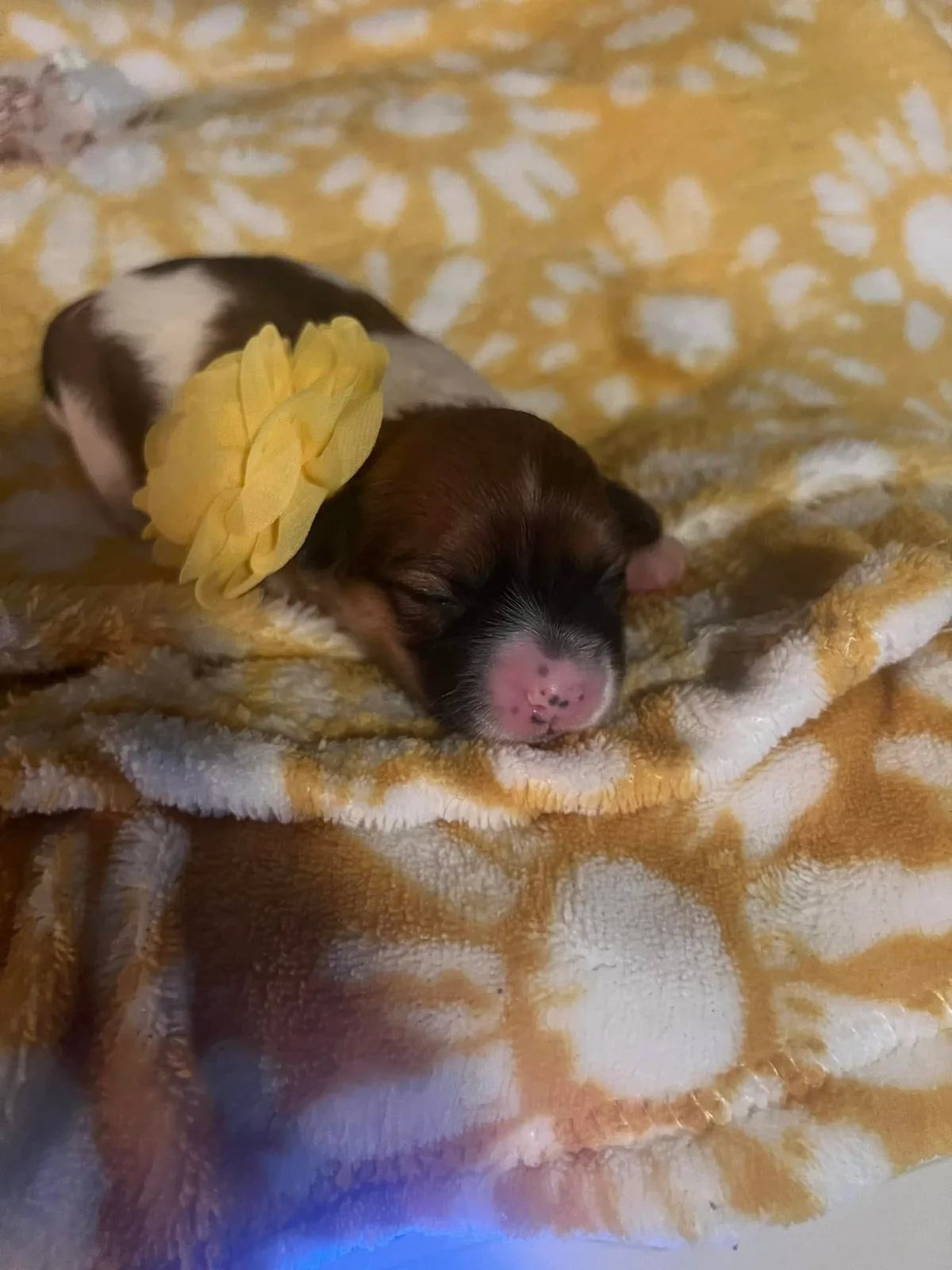 Newborn puppies resting on a soft blanket