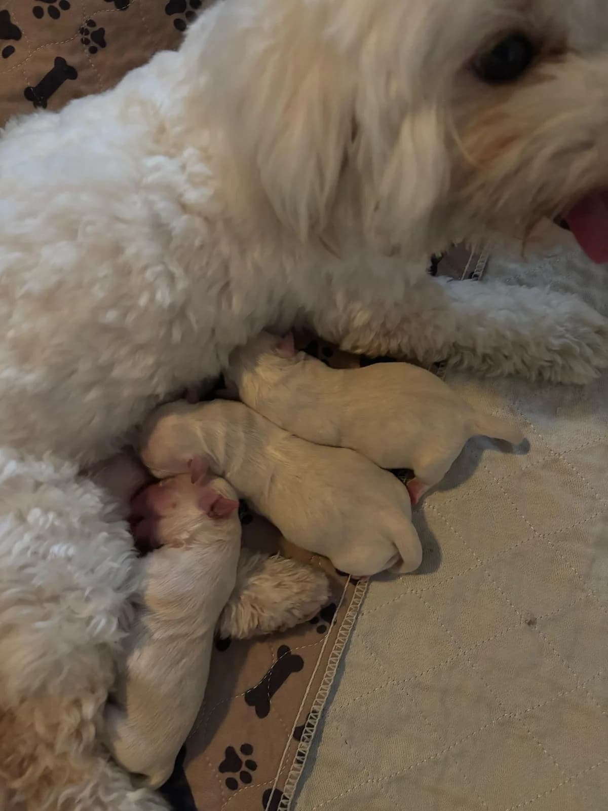 A litter of newborn Coton puppies