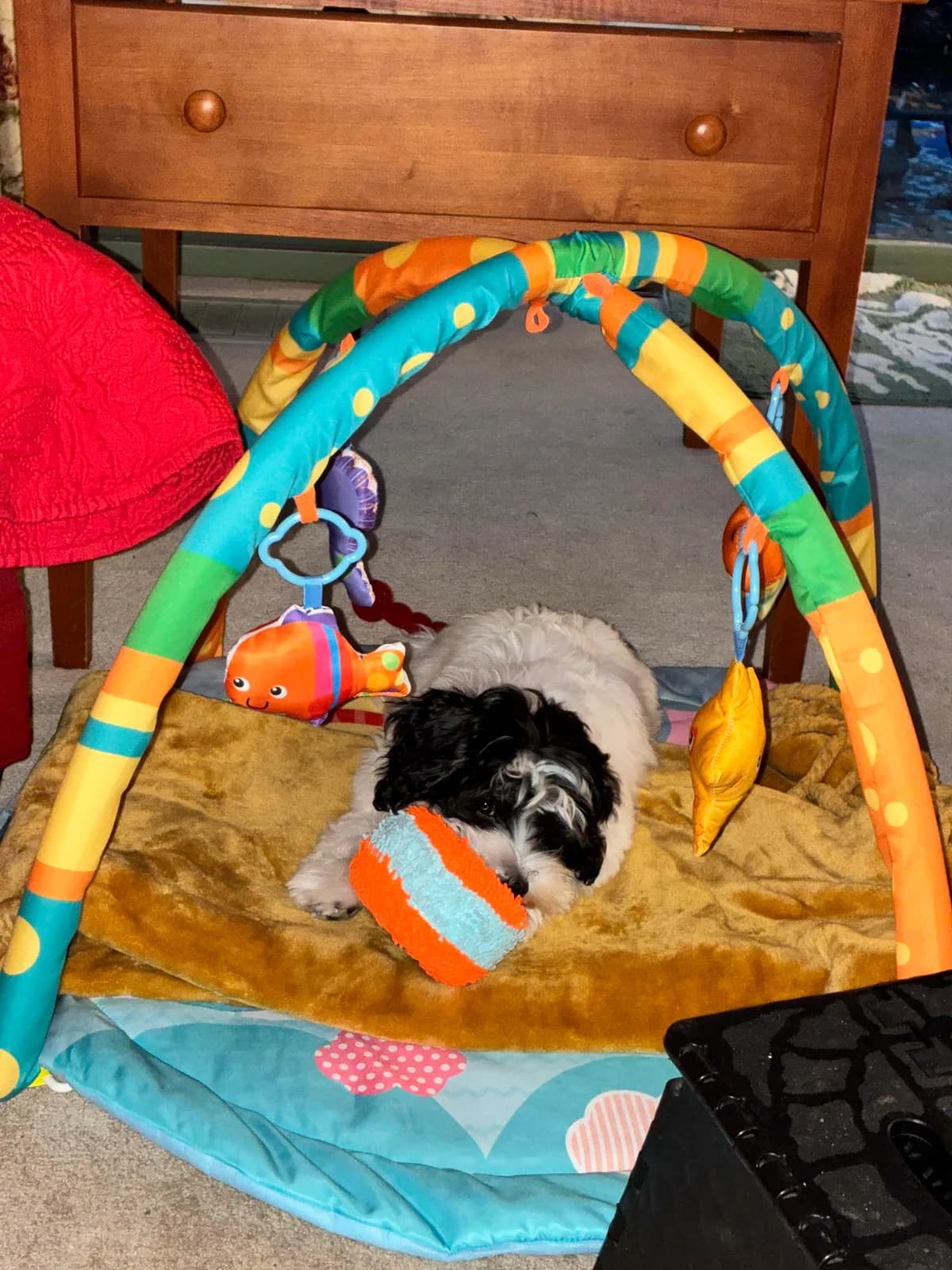 A puppy exploring a colorful activity play gym