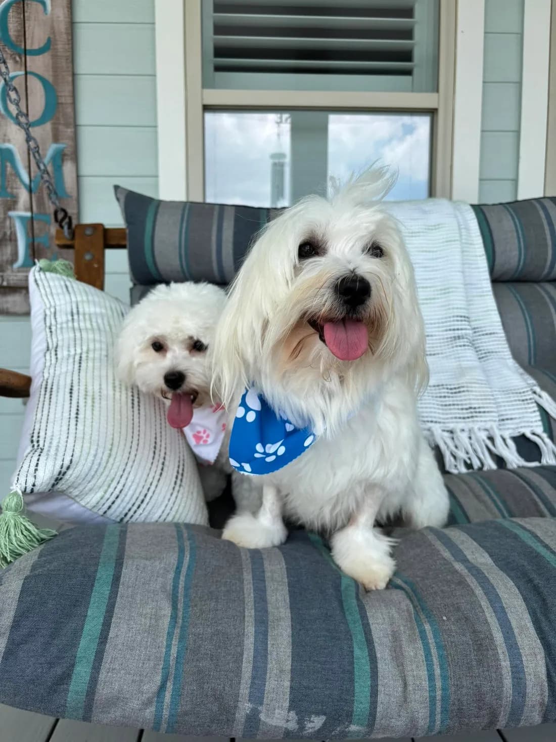 White Coton puppy with a blue bandana