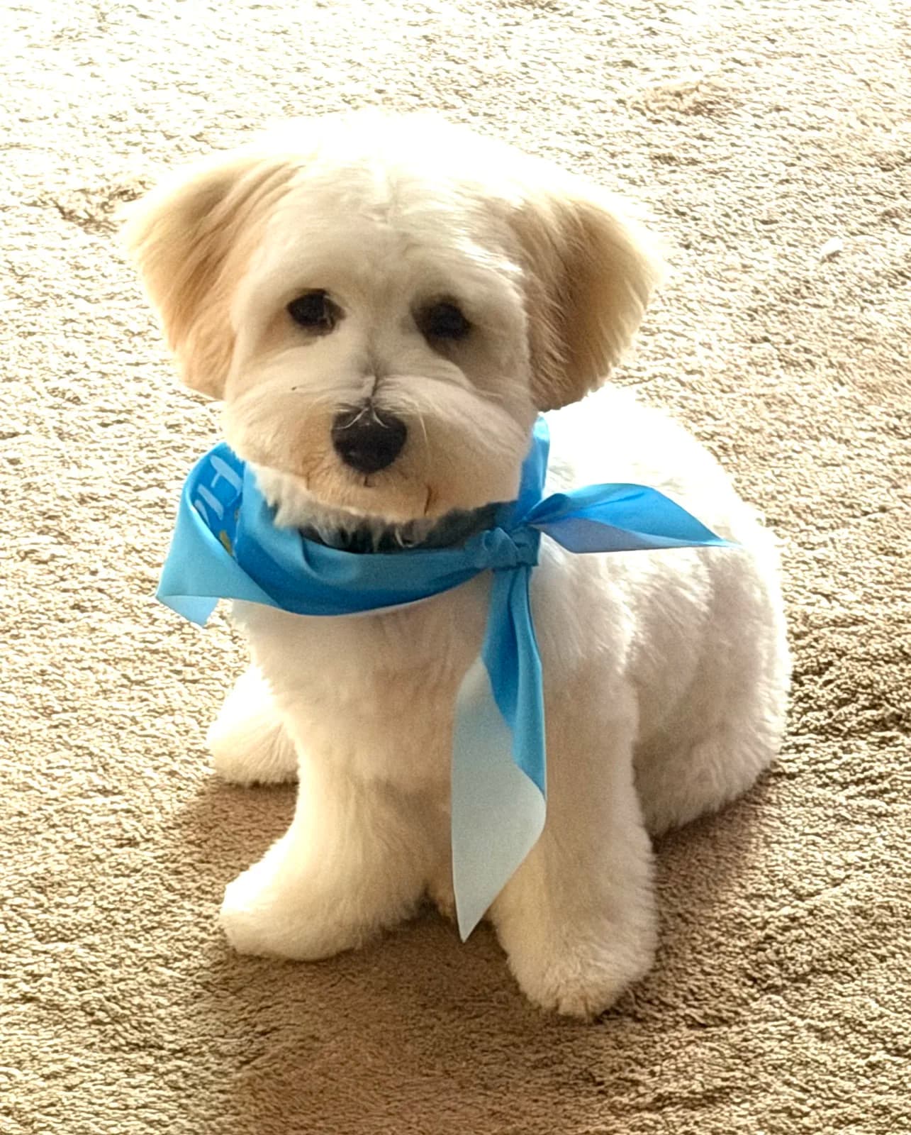 A cream Coton puppy with a blue bandana