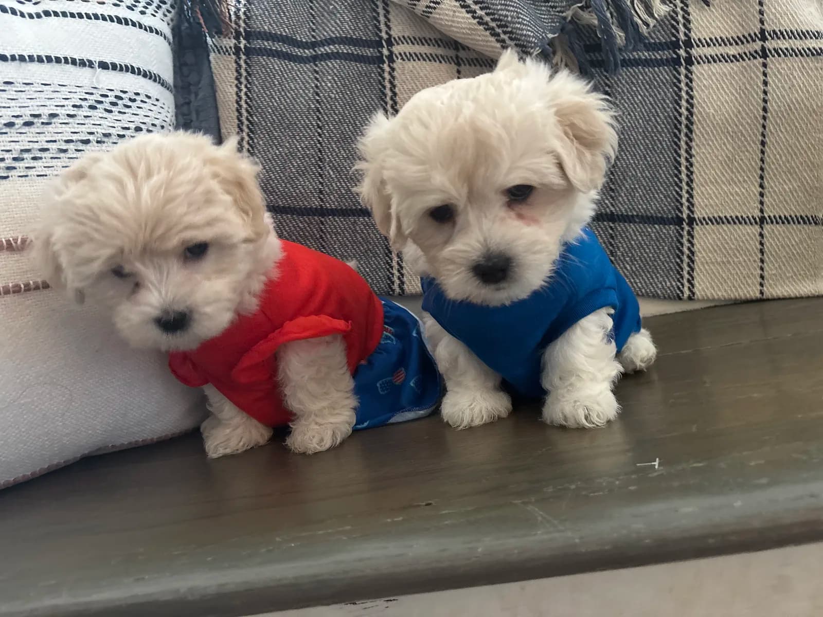 Two cream Coton puppies in little shirts, ready to meet you