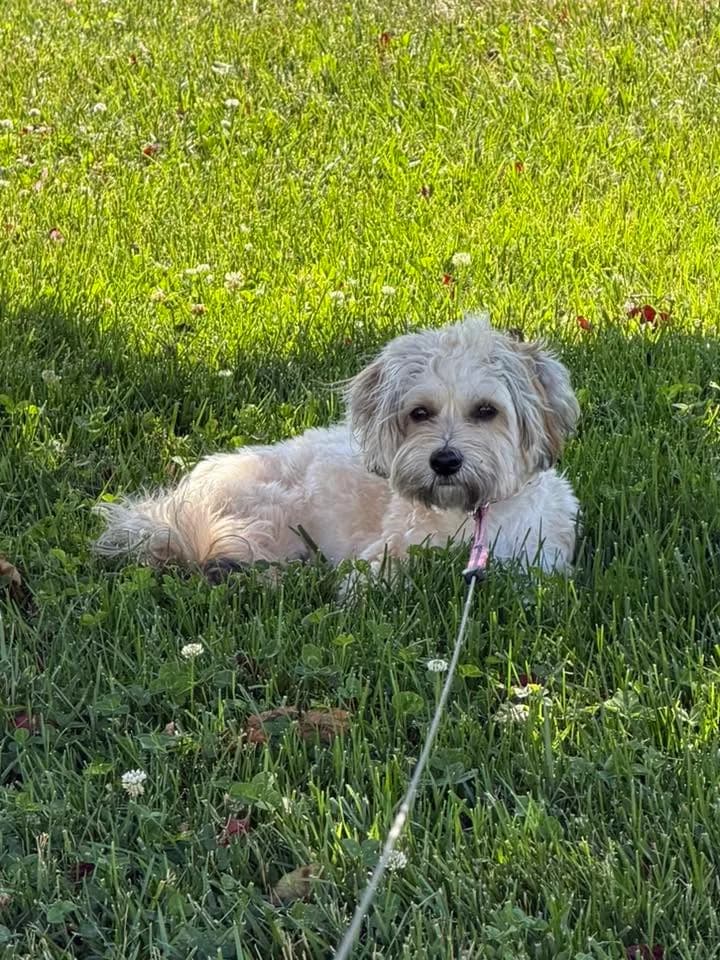 A Coton puppy lying in the grass