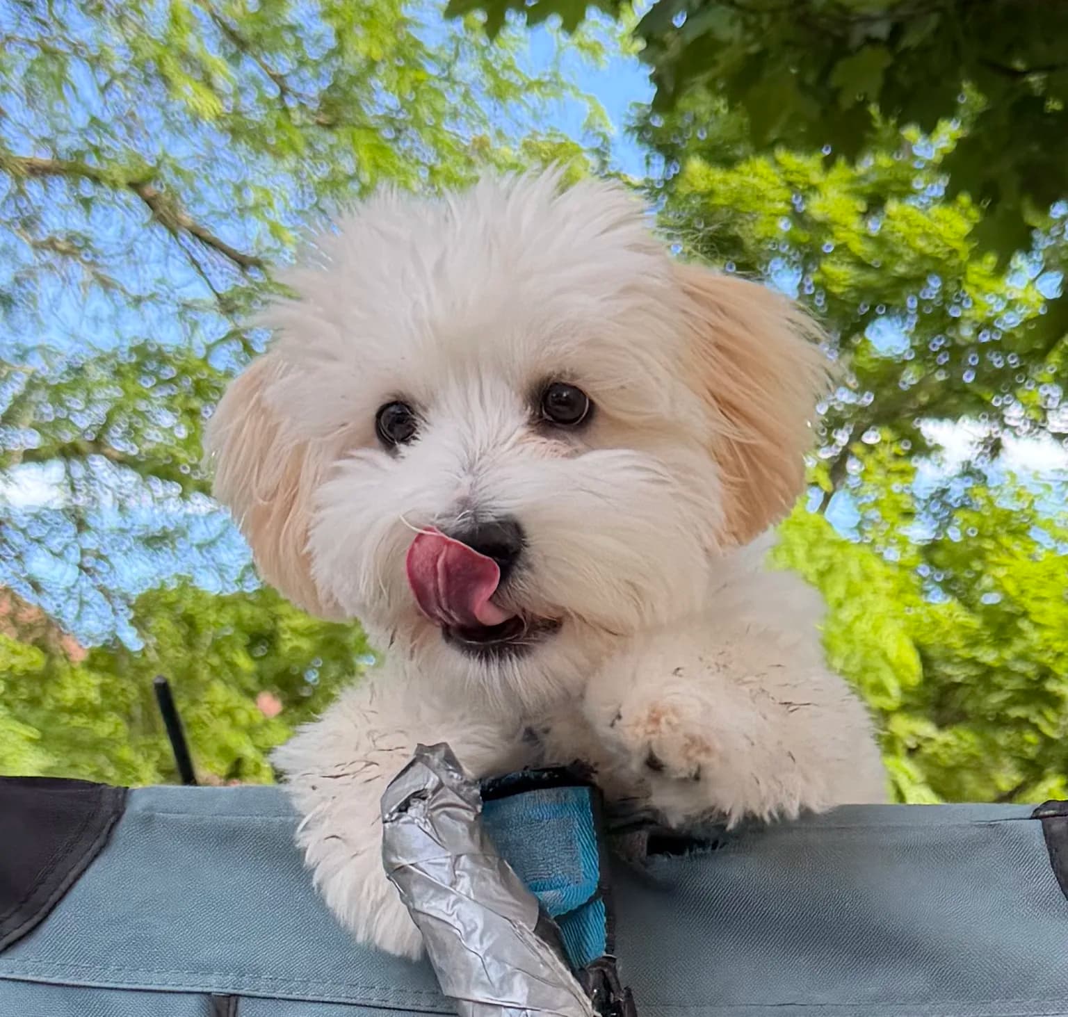 A happy Coton puppy outdoors, tongue out in the sunshine