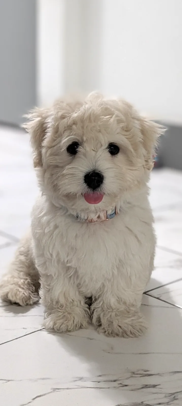 A cream Coton puppy sitting on tile with the tip of its tongue out