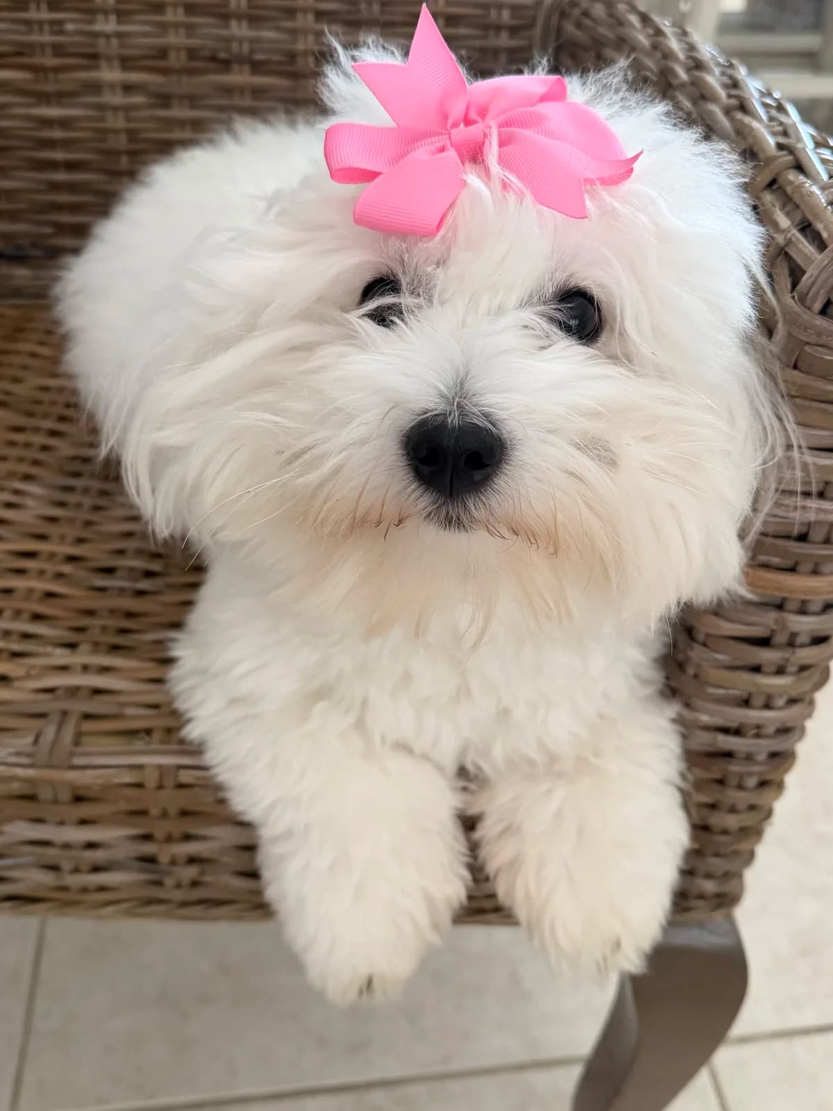 A white Coton puppy with a pink bow on a wicker chair