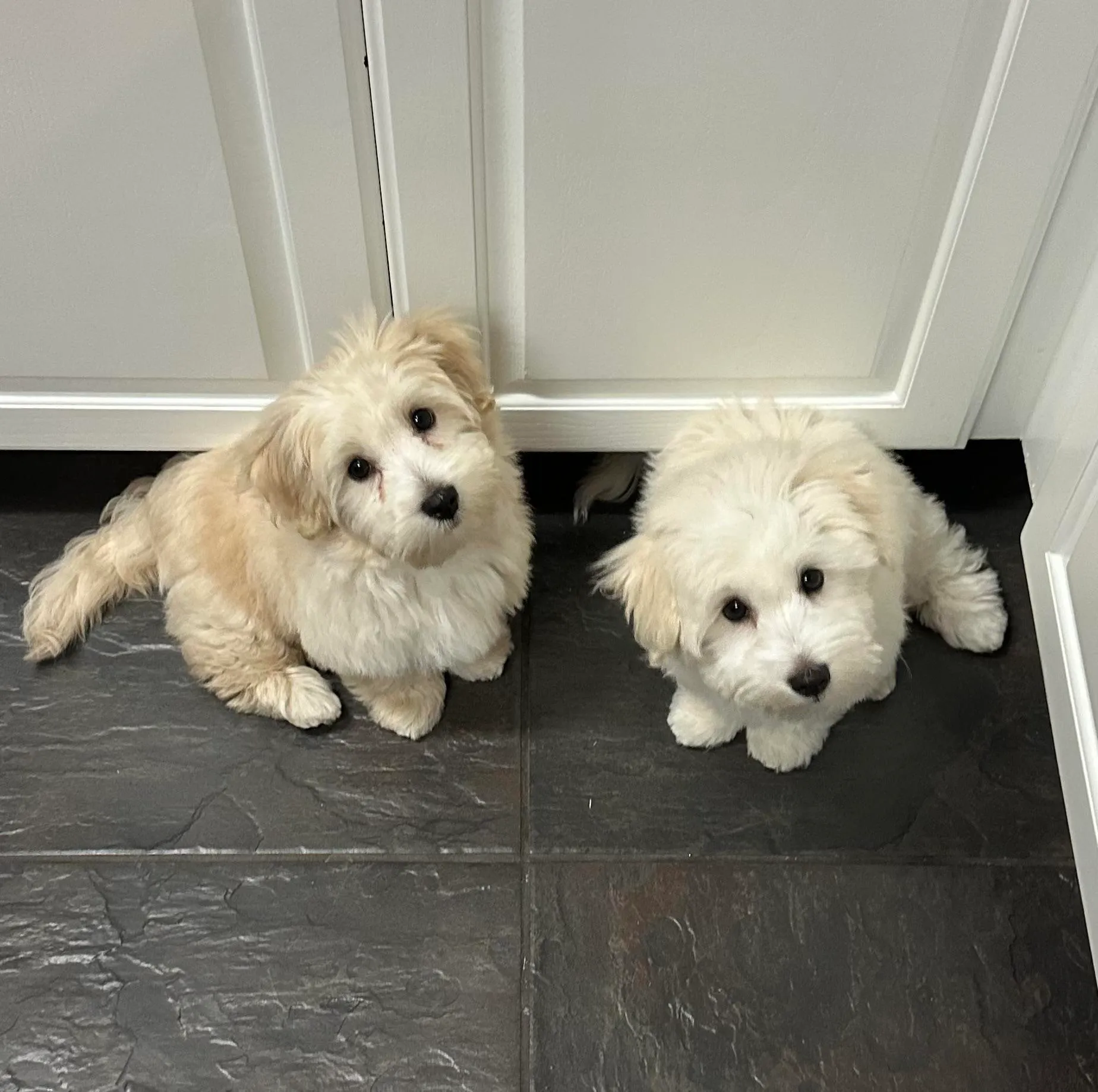 Two Coton de Tulear puppies