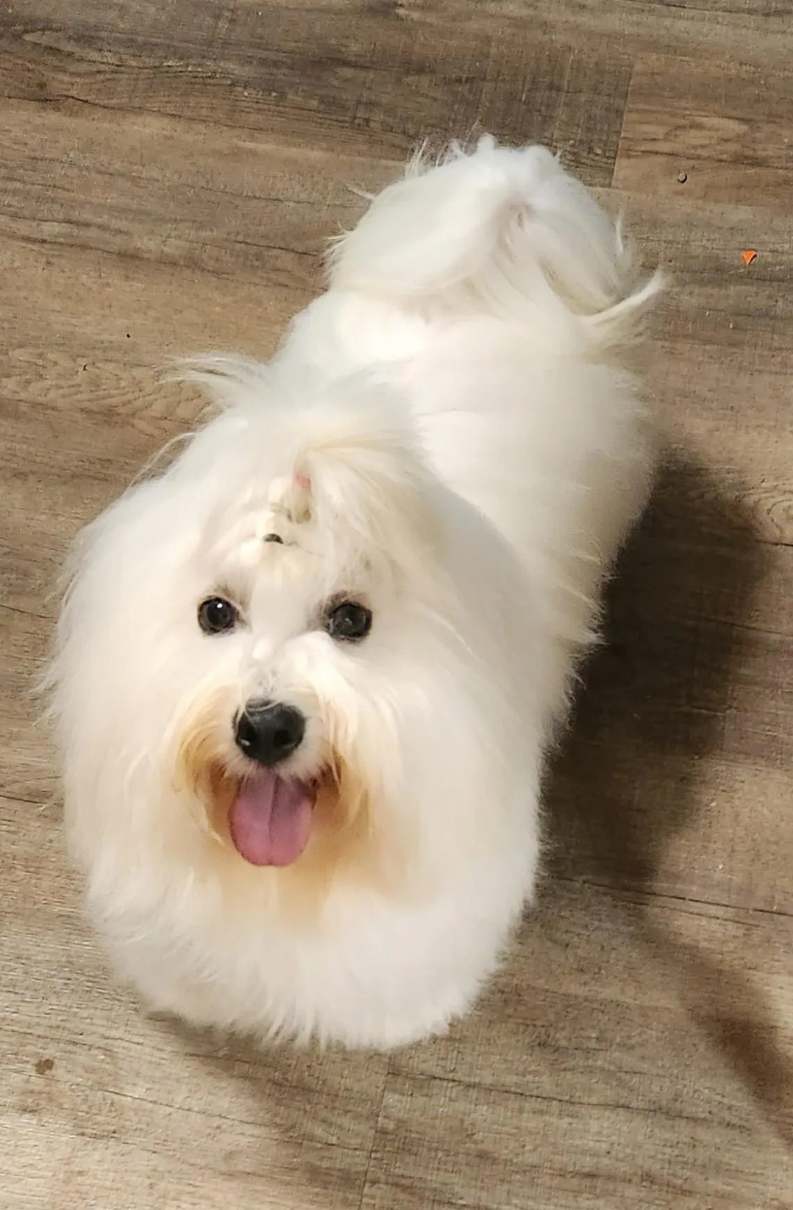 A happy Coton puppy mid-spin on the hardwood floor