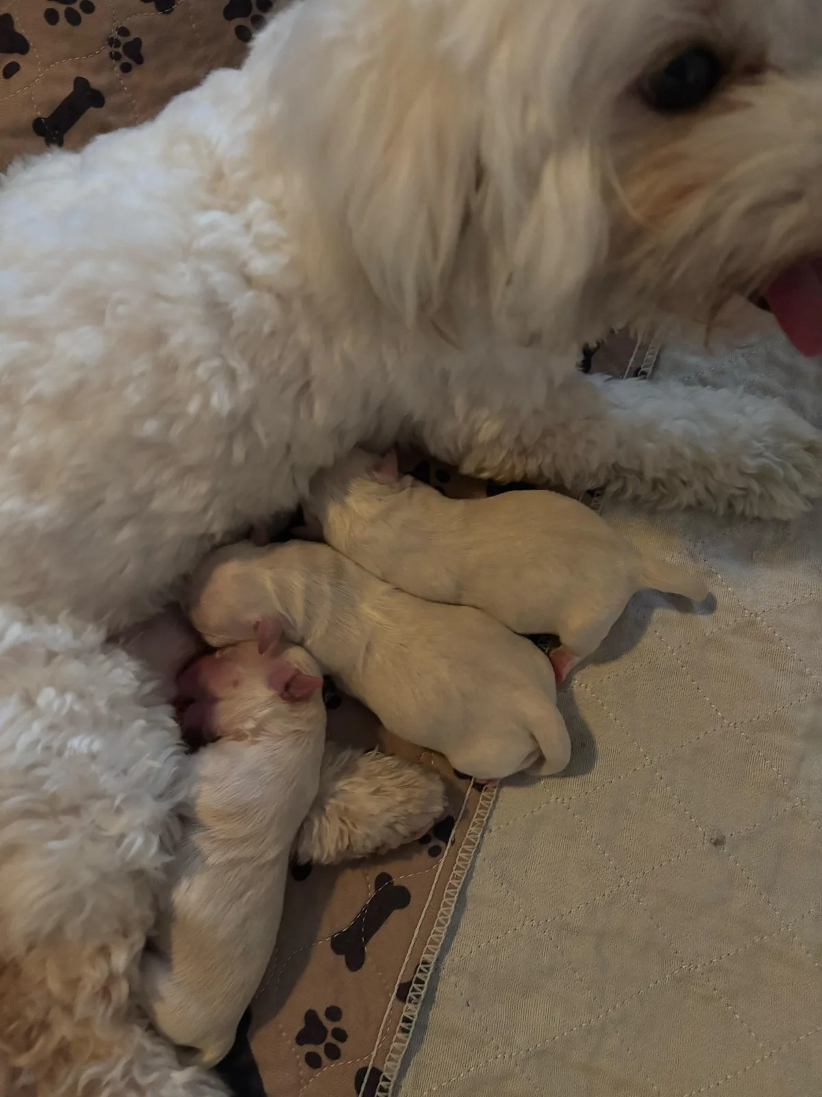 A litter of newborn Coton puppies