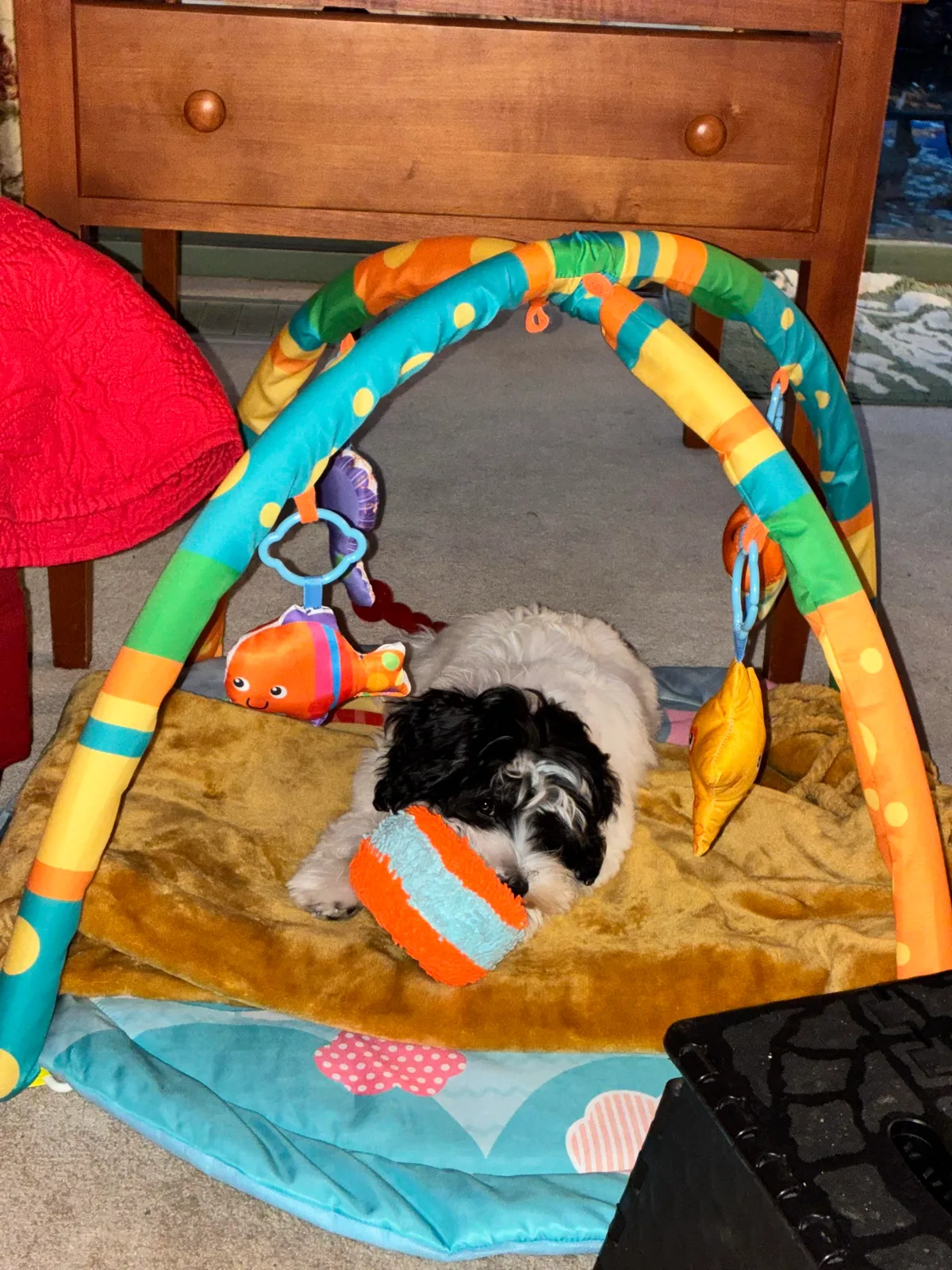 A puppy exploring a colorful activity play gym