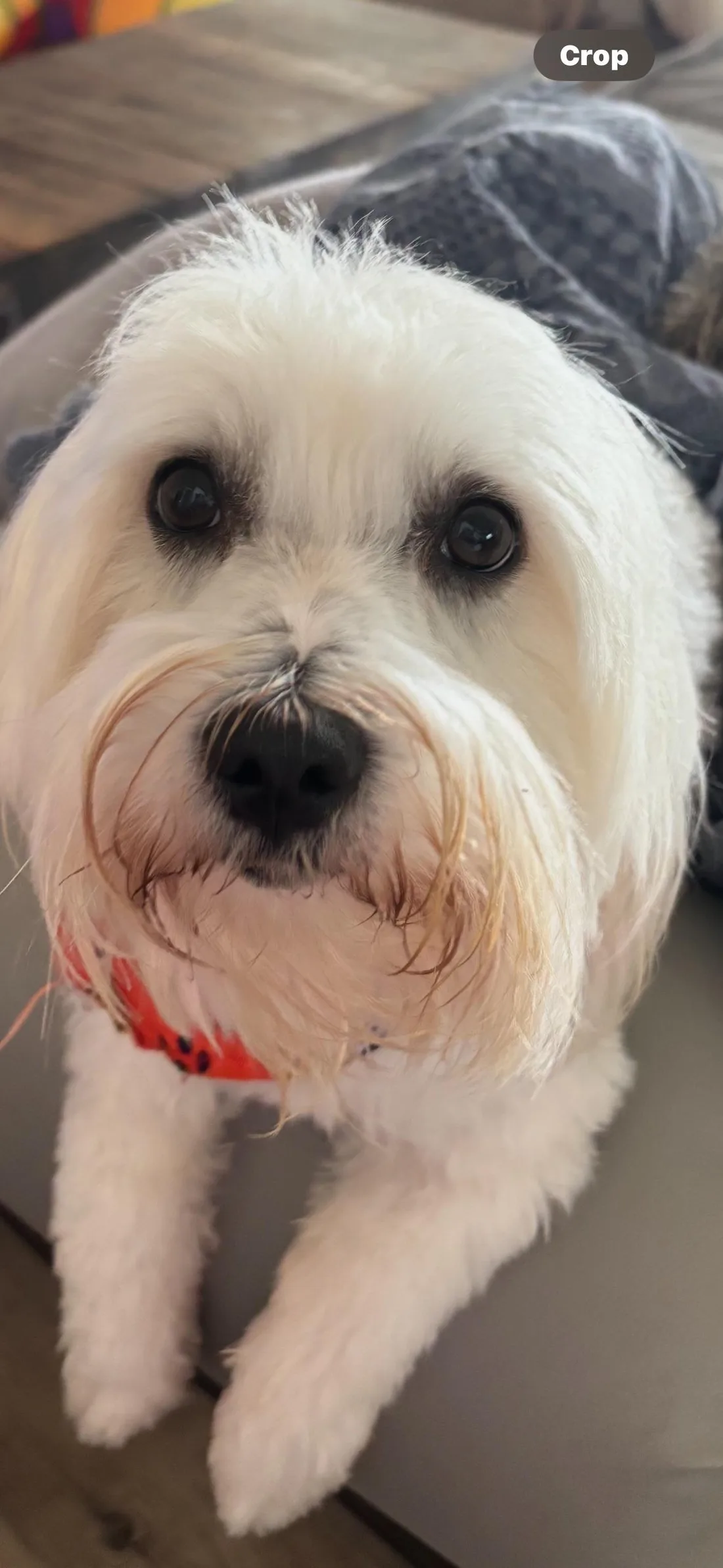 Close-up of a fluffy Coton puppy
