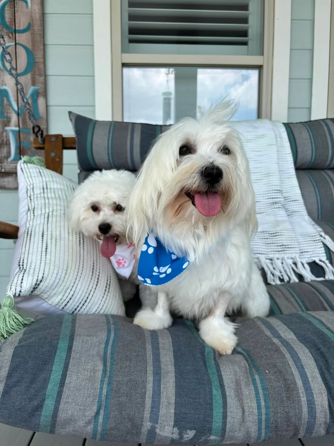 White Coton puppy with a blue bandana