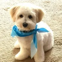 A cream Coton puppy with a blue bandana