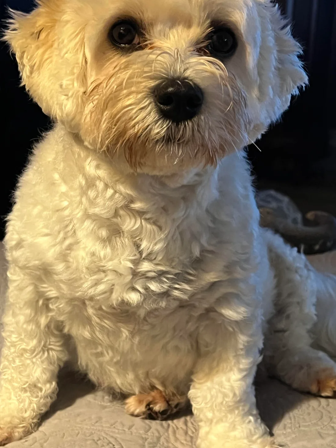 A very fluffy cream Coton