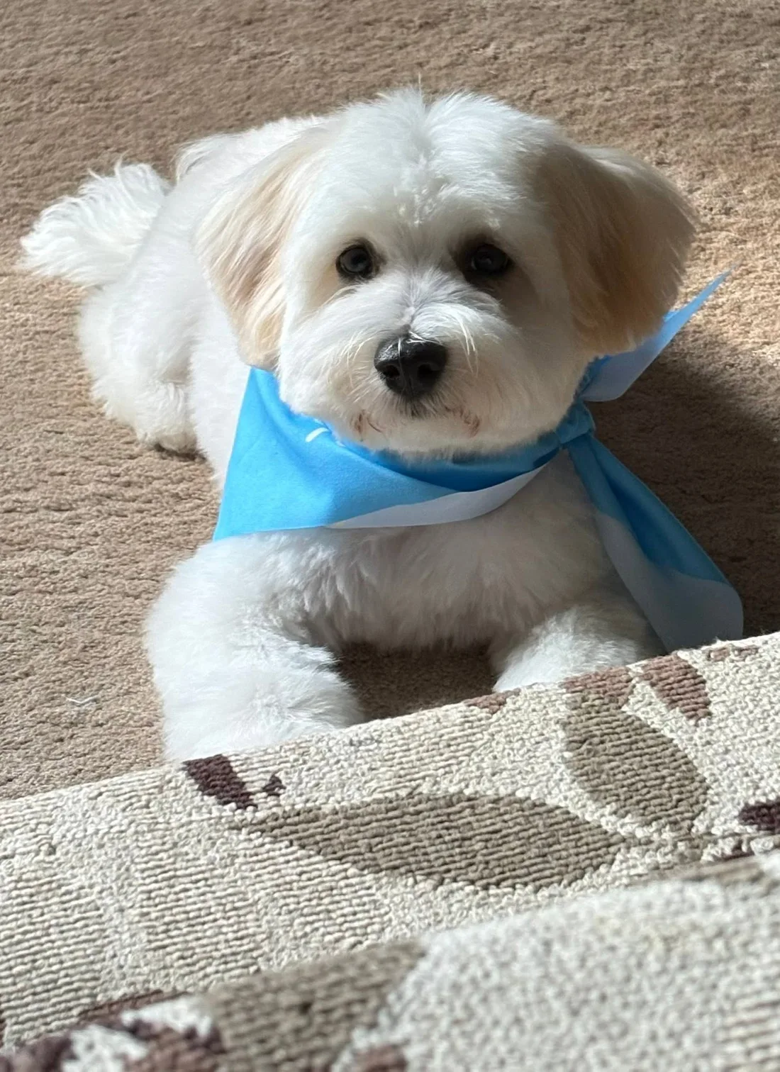 Coton puppy in warm sunlight